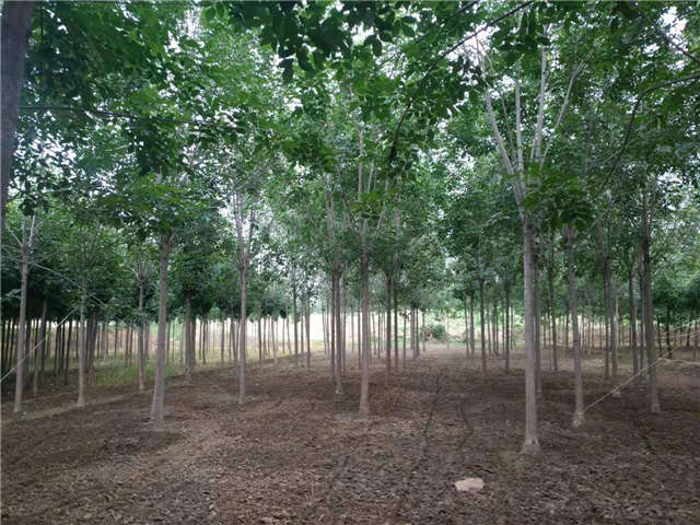沭阳长景园林速生白蜡种植基地实拍图片 沭阳长景园林速生白蜡种植基地实拍图片