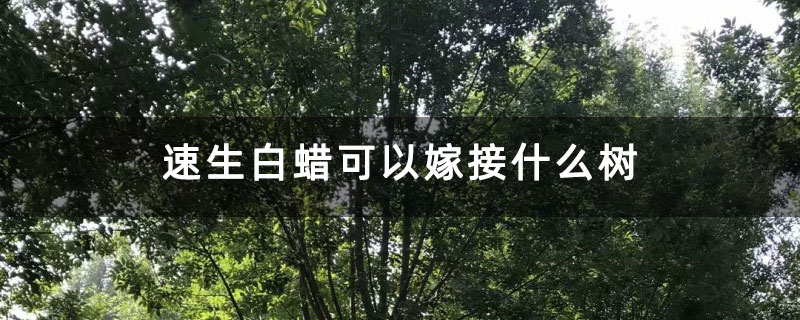 速生白蜡可以嫁接什么树 速生白蜡可以嫁接什么树