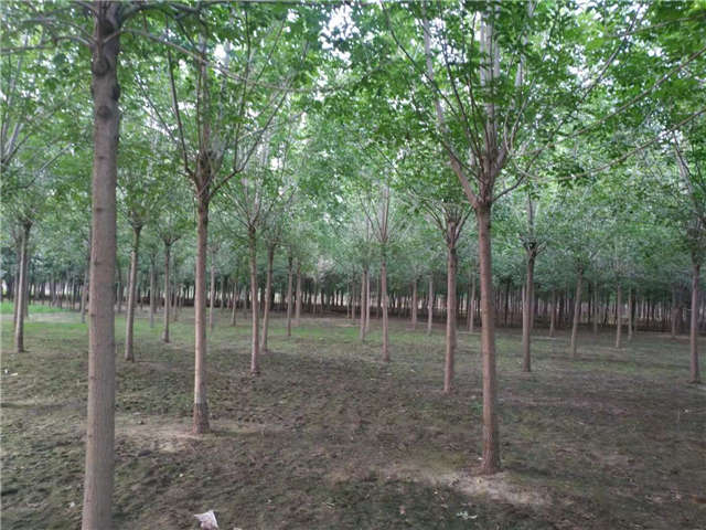 沭阳长景园林速生白蜡种植基地实拍图片 沭阳长景园林速生白蜡种植基地实拍图片