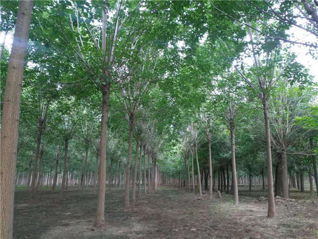 沭阳长景园林速生白蜡种植基地实拍图片 沭阳长景园林速生白蜡种植基地实拍图片