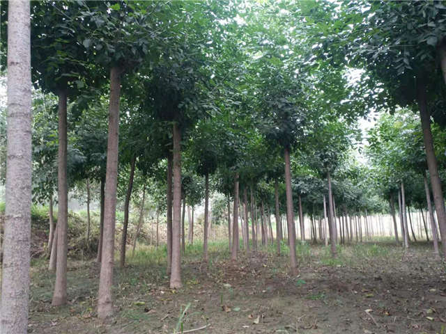 沭阳长景园林速生白蜡种植基地实拍图片 沭阳长景园林速生白蜡种植基地实拍图片