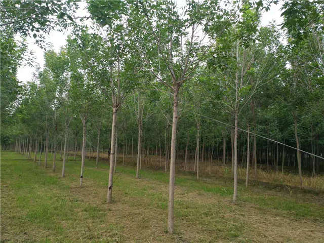 沭阳长景园林速生白蜡种植基地实拍图片 沭阳长景园林速生白蜡种植基地实拍图片