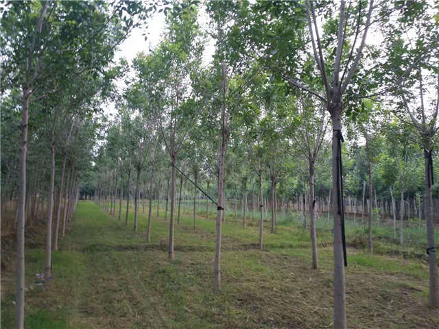 沭阳长景园林速生白蜡种植基地实拍图片 沭阳长景园林速生白蜡种植基地实拍图片