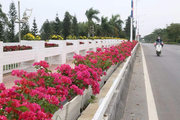地栽三角梅 地栽三角梅
