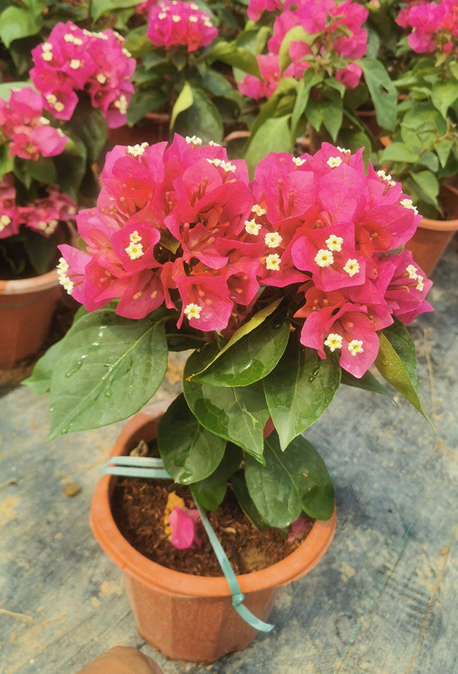 红花三角梅价格
