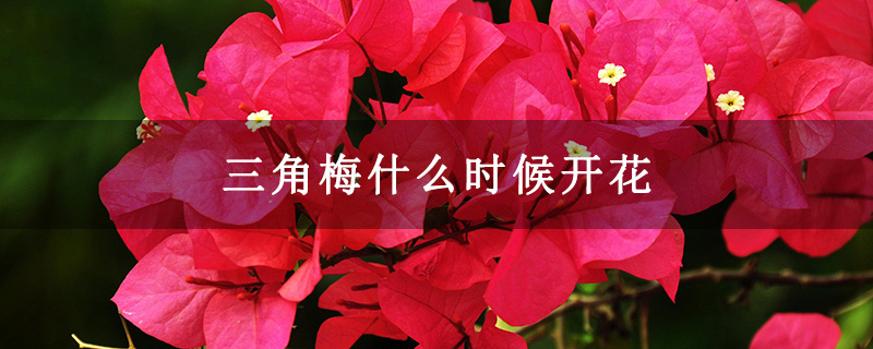 三角梅什么时候开花 三角梅什么时候开花