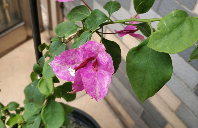 三角梅萌芽 三角梅萌芽