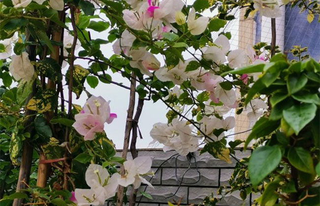 三角梅开花 三角梅开花