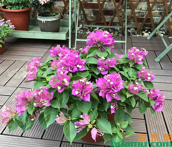 三角梅开花 三角梅开花