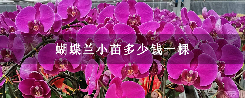 蝴蝶兰小苗多少钱一棵 蝴蝶兰小苗多少钱一棵