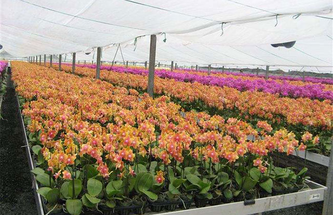 蝴蝶兰花卉多少钱一棵?2020年蝴蝶兰花卉价格最新行情预测 蝴蝶兰花卉多少钱一棵?2020年蝴蝶兰花卉价格最新行情预测