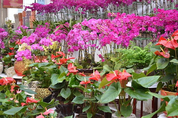 秋季花卉市场3.jpg