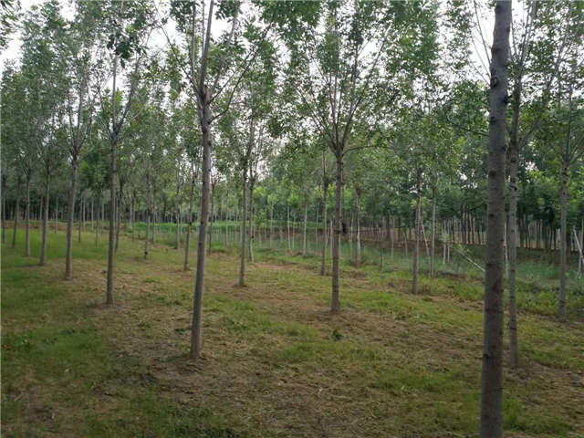 沭阳长景园林速生白蜡种植基地实拍图片 沭阳长景园林速生白蜡种植基地实拍图片