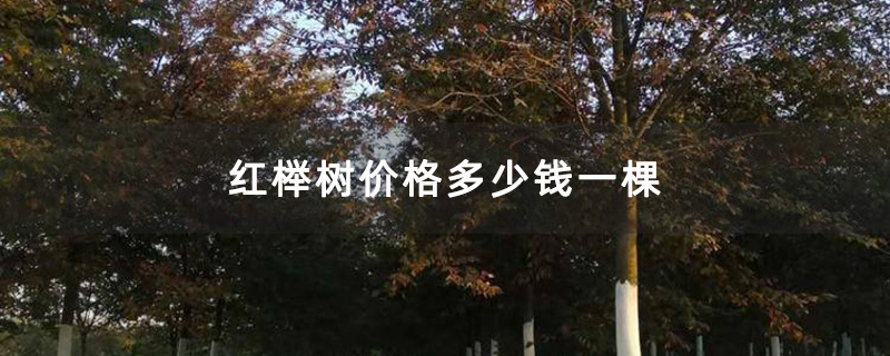 红榉树种植基地 红榉树种植基地