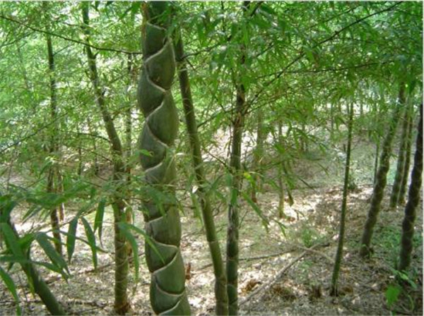 龟甲竹基地图片