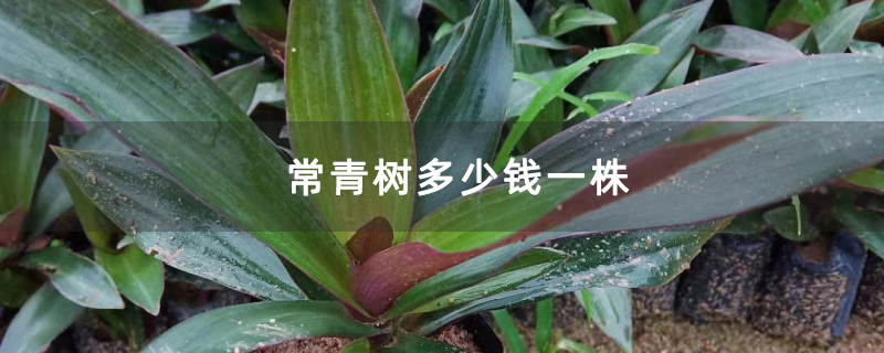 常青树多少钱一株 常青树多少钱一株