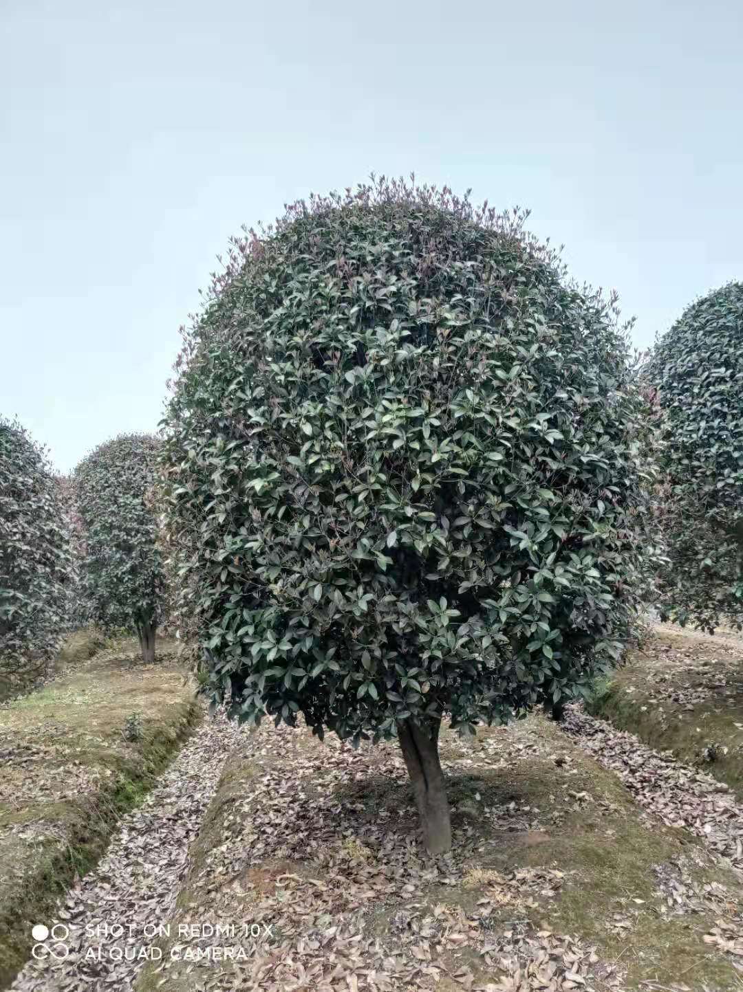 冠幅2米桂花树多少钱一棵 桂花树市场价格 冠幅2米桂花树多少钱一棵 桂花树市场价格图片