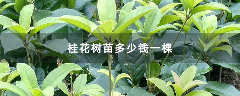 桂花树苗多少钱一棵 桂花树苗多少钱一棵