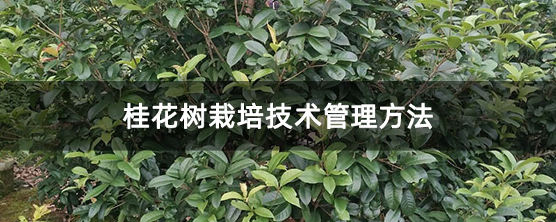桂花树栽培技术管理方法 桂花树栽培技术管理方法
