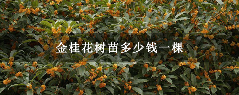 金桂花树苗多少钱一棵 金桂花树苗多少钱一棵