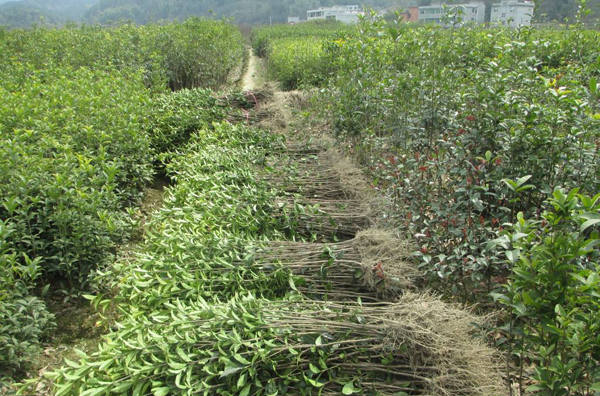桂花树苗 桂花树苗