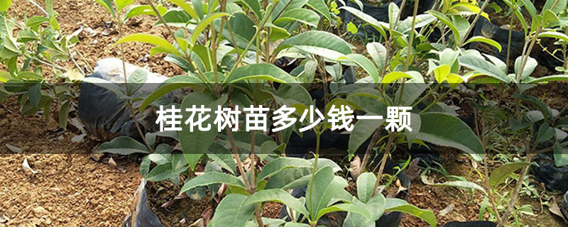 桂花树苗多少钱一颗 桂花树苗多少钱一颗