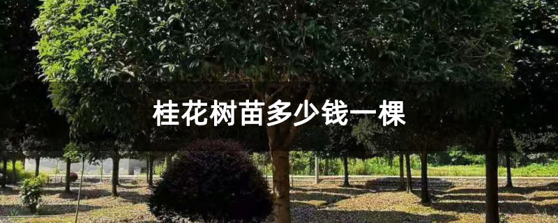 桂花树苗多少钱一棵