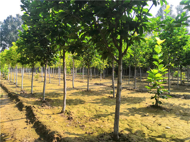 沭阳长景园林白玉兰种植基地实拍图片 沭阳长景园林白玉兰种植基地实拍图片