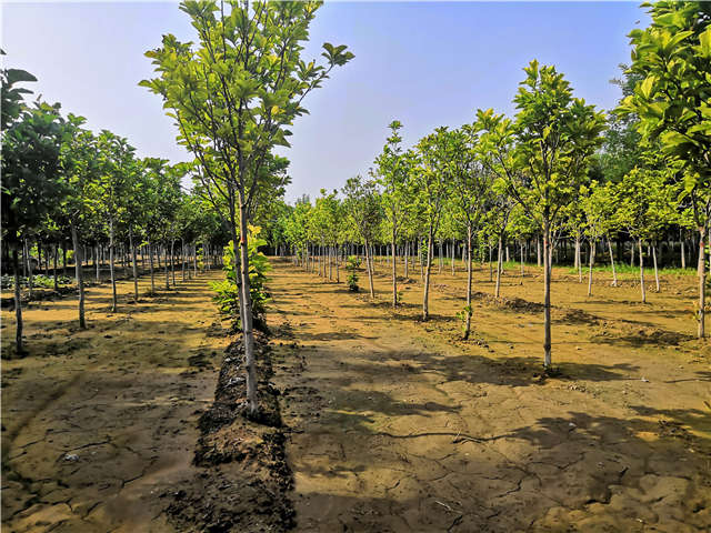 沭阳长景园林白玉兰种植基地实拍图片 沭阳长景园林白玉兰种植基地实拍图片