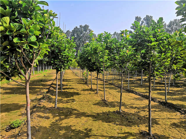 沭阳长景园林白玉兰种植基地实拍图片 沭阳长景园林白玉兰种植基地实拍图片