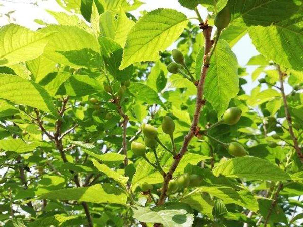 樱桃树 樱桃树