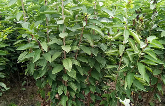 樱桃树苗几月份种植?樱桃苗种植方法 樱桃树苗几月份种植?樱桃苗种植方法