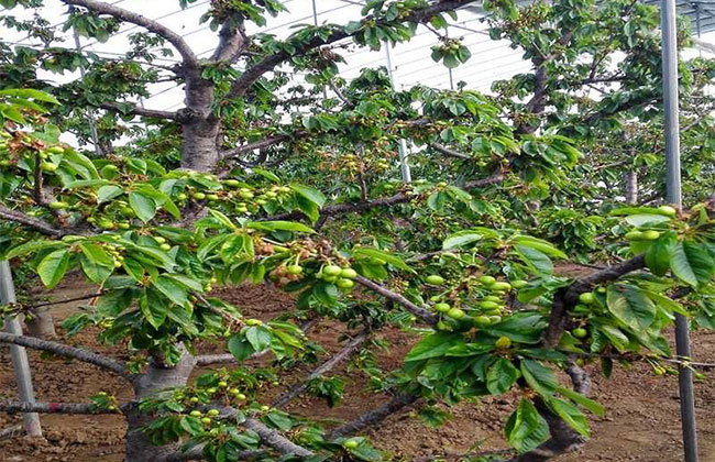 樱桃树苗几月份种植?樱桃苗种植方法 樱桃树苗几月份种植?樱桃苗种植方法