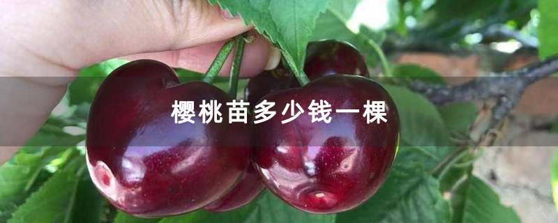 樱桃苗多少钱一棵 樱桃苗多少钱一棵