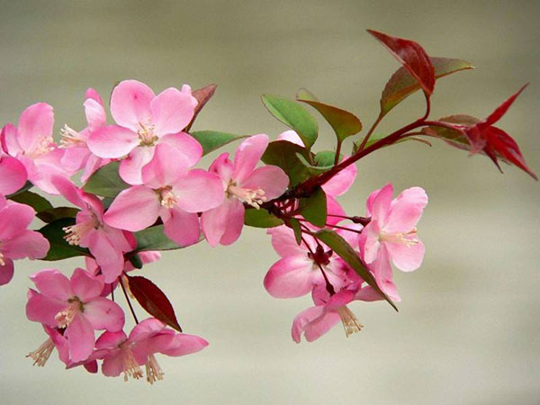 海棠花 海棠花
