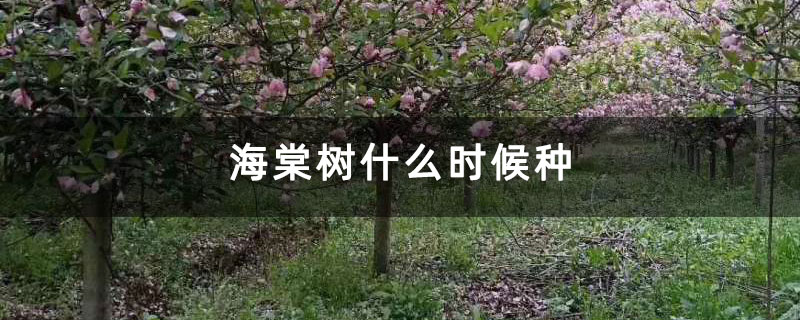 海棠树什么时候种 海棠树什么时候种