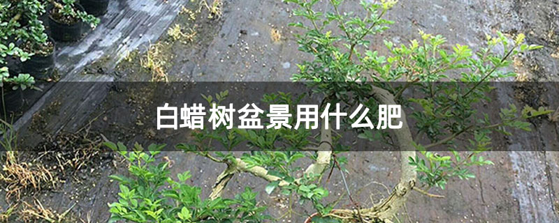 白蜡树盆景用什么肥 白蜡树盆景用什么肥