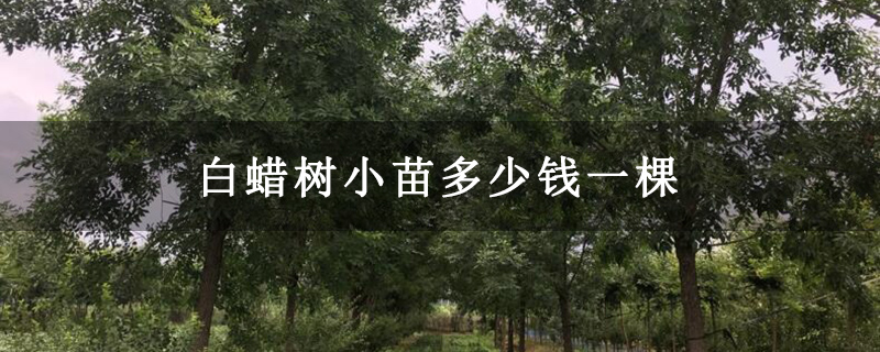 白蜡树小苗多少钱一棵 白蜡树小苗多少钱一棵