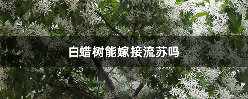 白蜡树能嫁接流苏吗 白蜡树能嫁接流苏吗