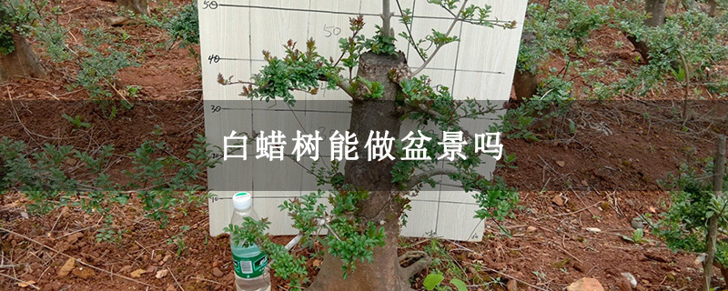 白蜡树能做盆景吗 白蜡树能做盆景吗