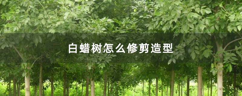 白蜡树怎么修剪造型 白蜡树怎么修剪造型