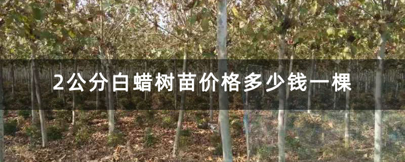 2公分白蜡树苗价格多少钱一棵 2公分白蜡树苗价格多少钱一棵