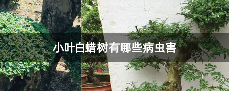 小叶白蜡树有哪些病虫害 小叶白蜡树有哪些病虫害