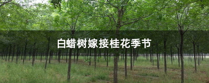 白蜡树嫁接桂花季节 白蜡树嫁接桂花季节