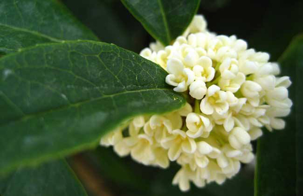 四季桂花树 四季桂花树