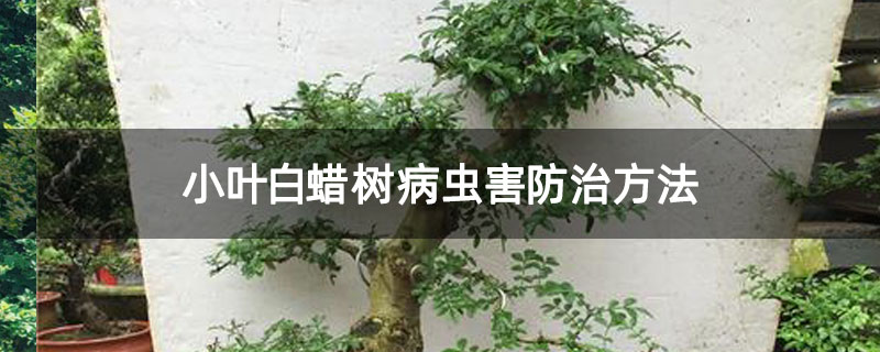 小叶白蜡树病虫害防治方法 小叶白蜡树病虫害防治方法