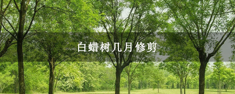 白蜡树几月修剪 白蜡树几月修剪