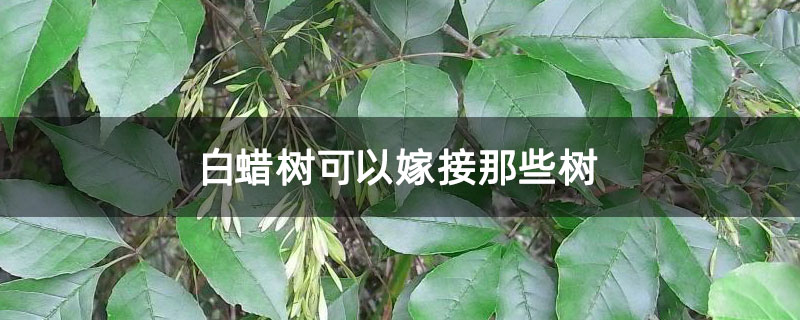 白蜡树可以嫁接那些树 白蜡树可以嫁接那些树