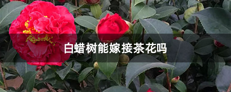白蜡树能嫁接茶花吗 白蜡树能嫁接茶花吗