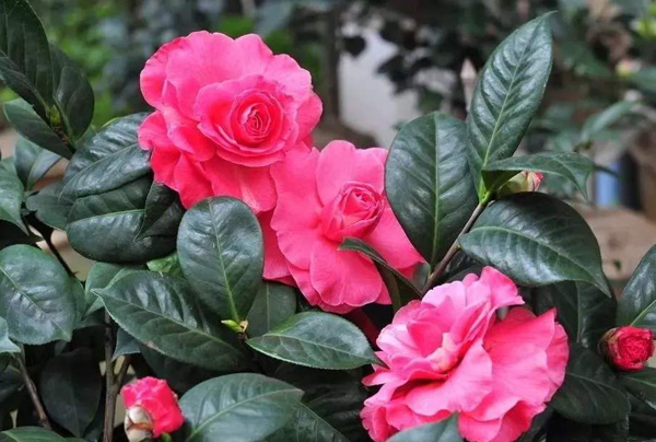 茶花 茶花